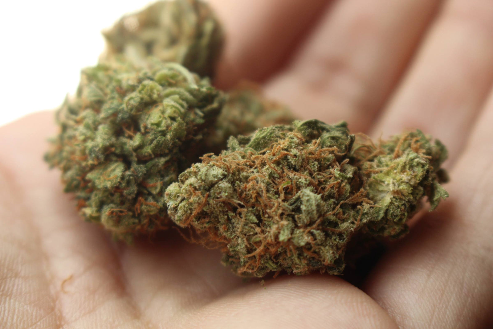 How Long Does Marijuana Stay in Your System: Understanding Detection Times