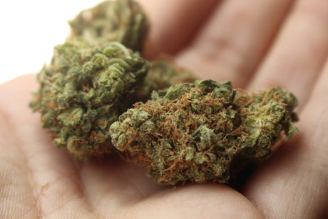 How Long Does Marijuana Stay in Your System: Understanding Detection Times