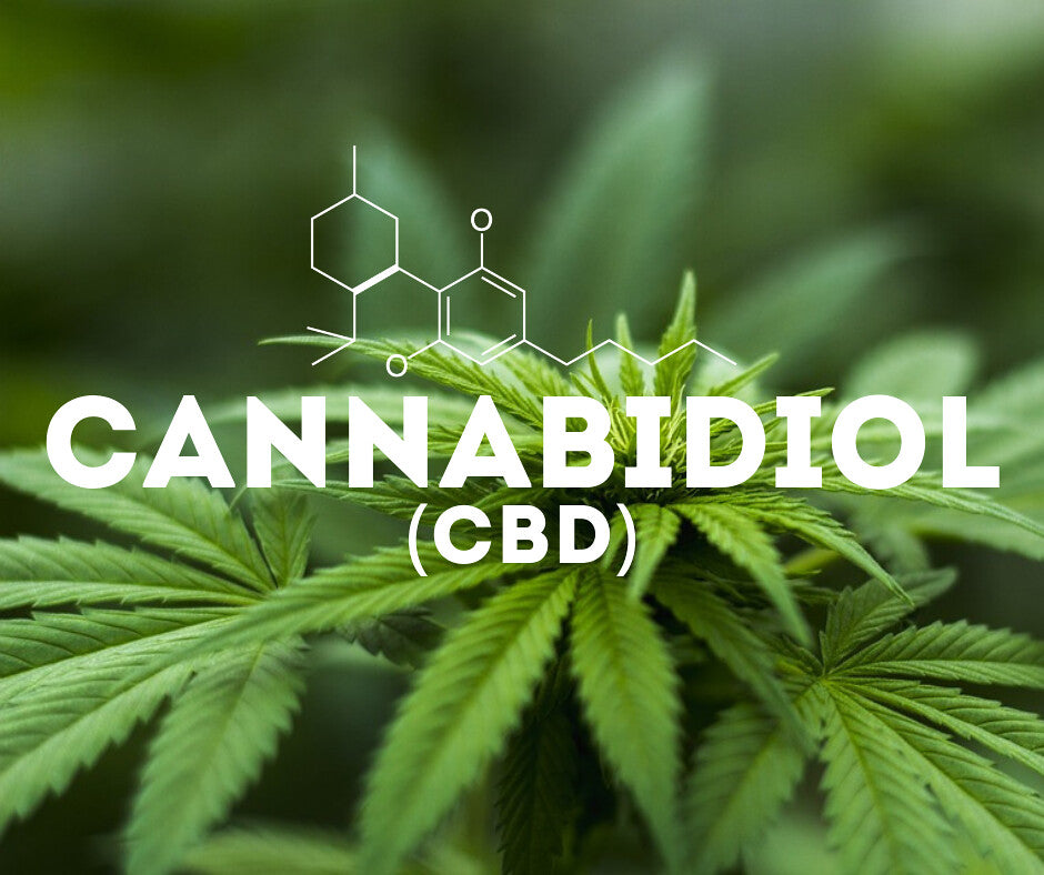 CBD 101: An Overview of the Non-Psychoactive Compound Making Waves in the Health Industry