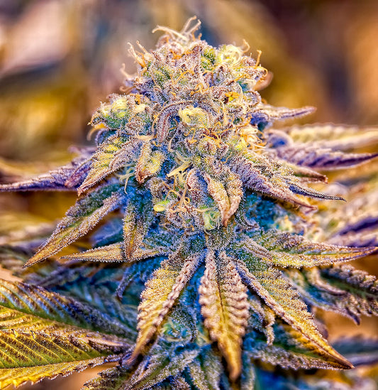 Discover the Top 10 Indica Strains: Relaxing and Calming Effects for Stress Relief