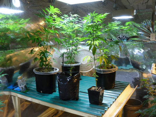 Indoor vs Outdoor Growing of Cannabis: A Cost-Effectiveness Comparison