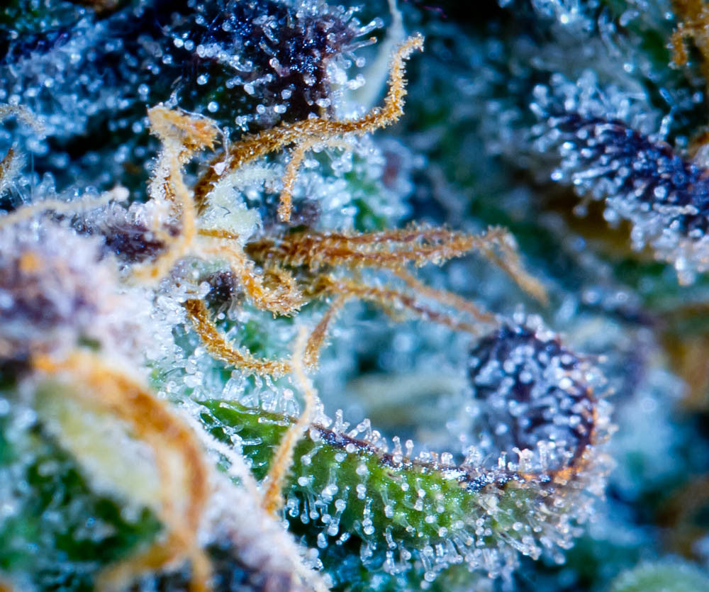 What Are Terpenes And Their Effects?