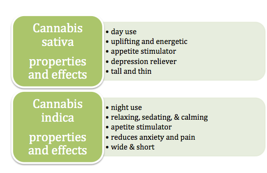 The Ultimate Guide to Cannabis Strains: Indica, Sativa, Hybrid, and CBD